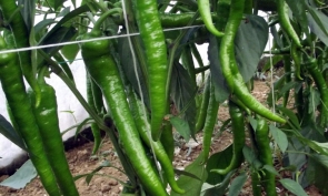 BOR ETANOLAMİN SIVI GÜBRE ÜRETİM FORMÜLÜ ( BOR - 8 SIVI GÜBRESİ  )